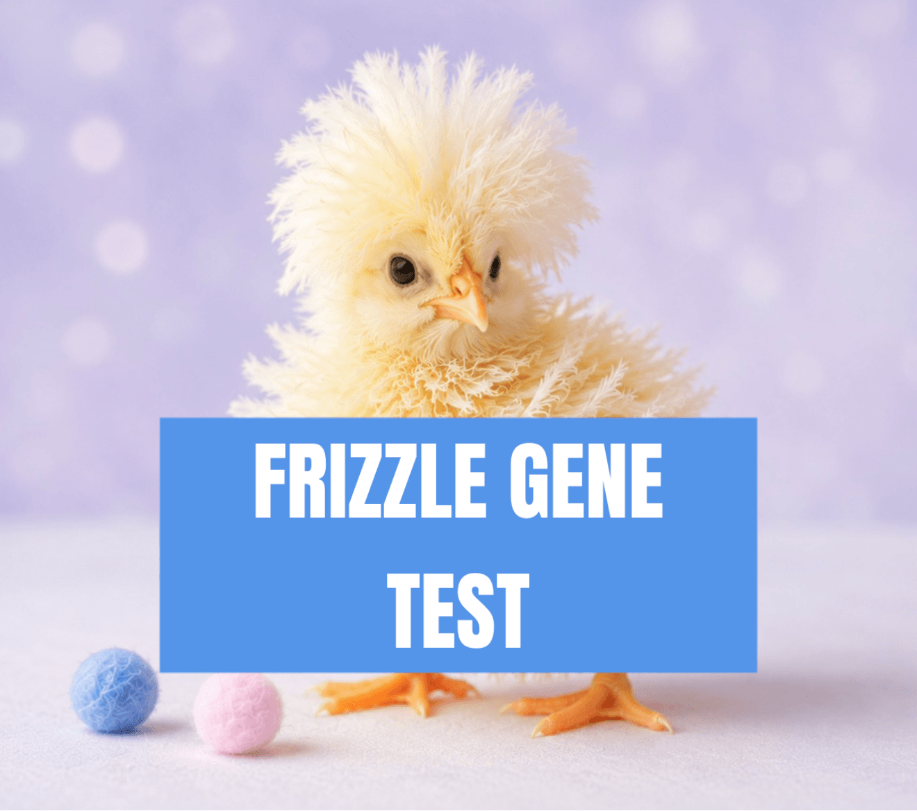 Frizzle Feather Gene Test