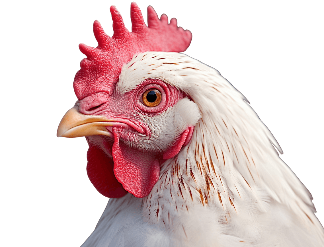 Image of Rooster